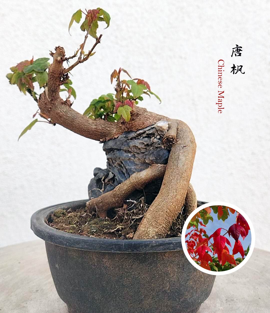 Bonsai tree in a pot with a close-up inset of red and green leaves on a white background.
