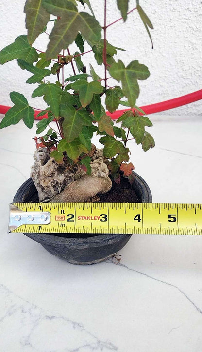 Maple  size