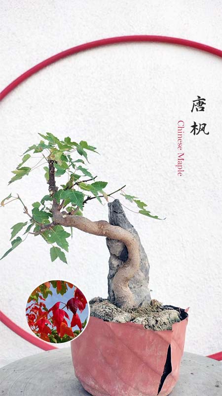 cover rock maple