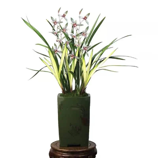 Cymbidium Orchid Gao Shan Chun Se
