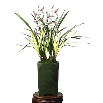 Cymbidium Orchid Gao Shan Chun Se