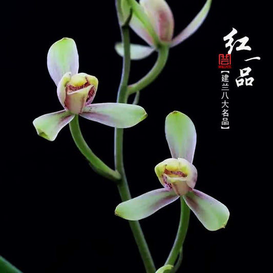 Two green orchids on a black background with text on the right side.