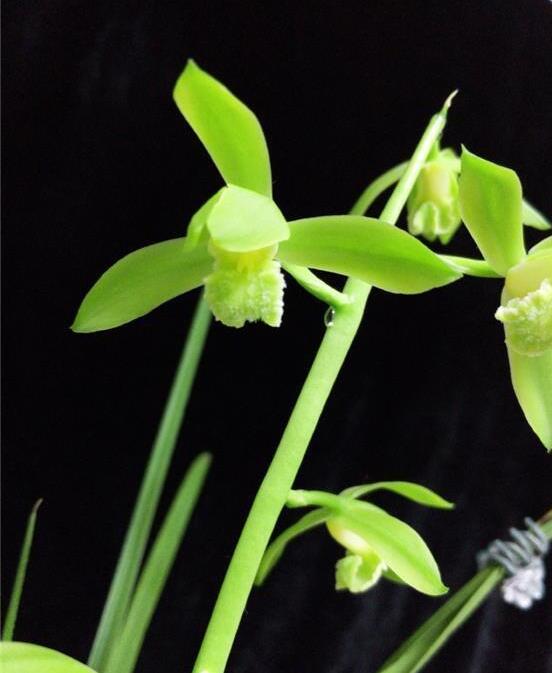 Cymbidium Orchids Faberi JinAoSu 金岙素 Fragrant orchids Bare Foot and Shipped Without Flower- 蕙兰