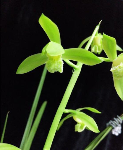 Cymbidium Orchids Faberi JinAoSu 金岙素 Fragrant orchids Bare Foot and Shipped Without Flower- 蕙兰