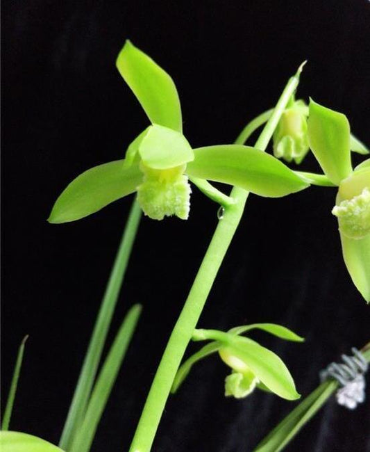 Cymbidium Orchids Faberi JinAoSu 金岙素 Fragrant orchids Bare Foot and Shipped Without Flower- 蕙兰