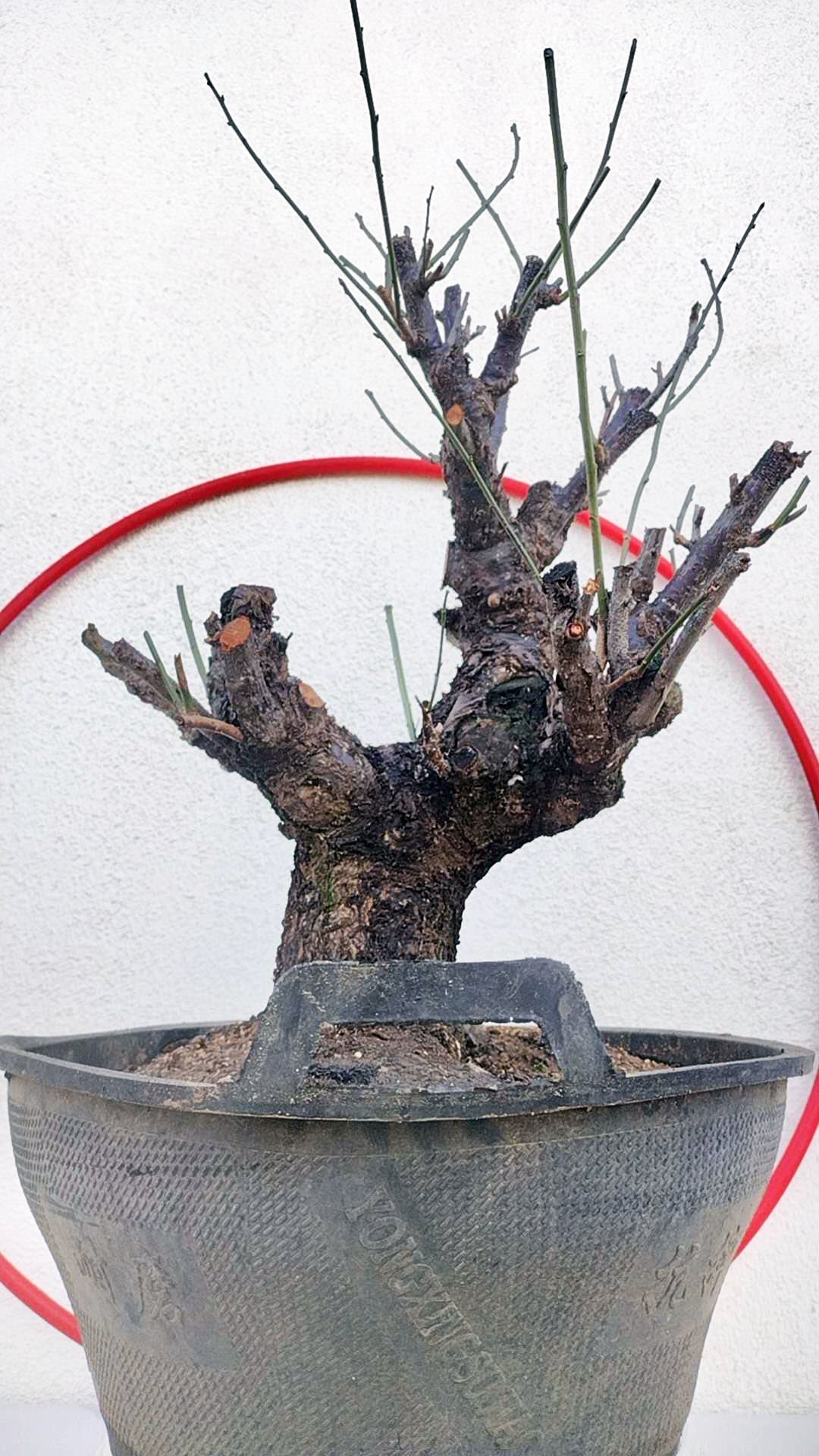 Rare Red Core Japanese Apricot Bonsai (Prunus mume) – 25+ Year Old Flowering Specimen