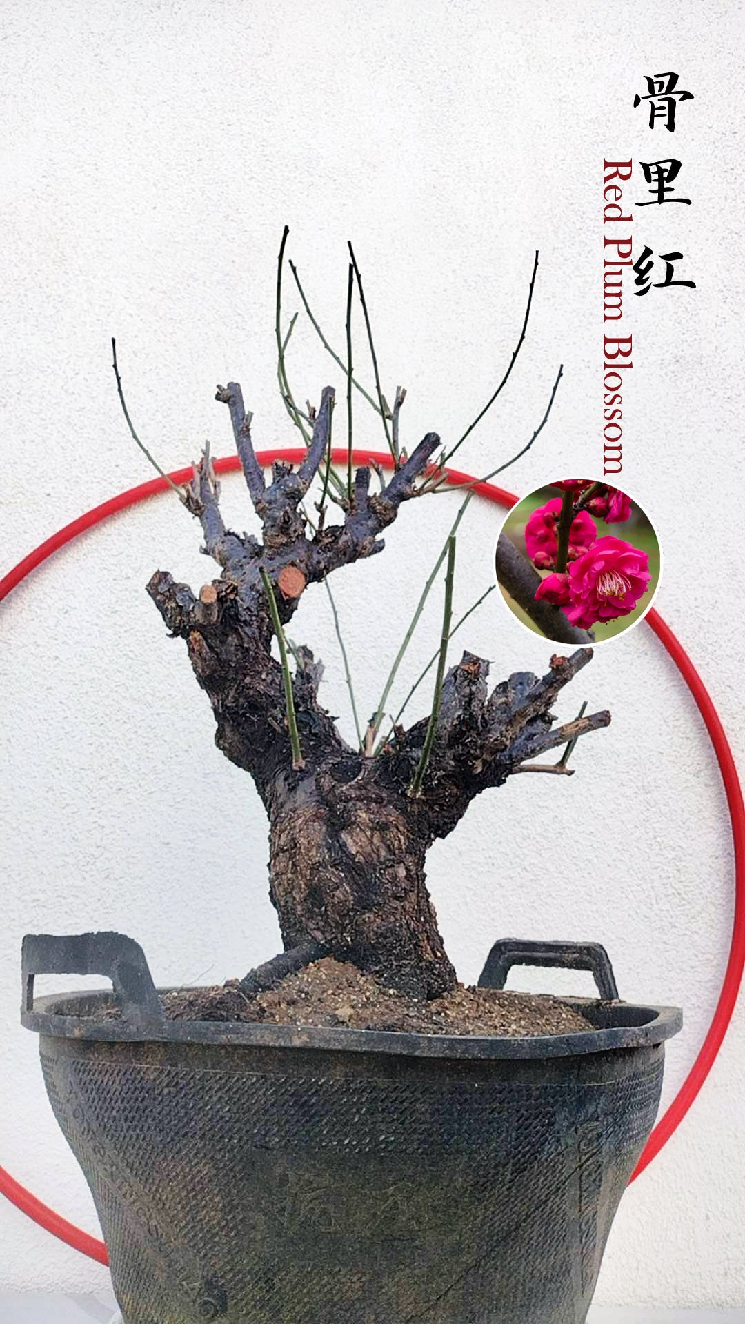 Rare Red Core Japanese Apricot Bonsai (Prunus mume) – 25+ Year Old Flowering Specimen