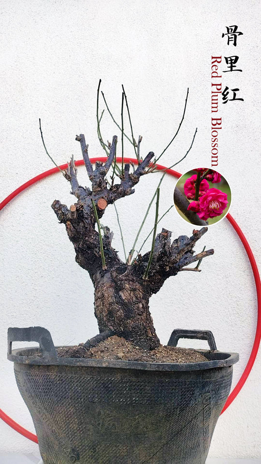 Rare Red Core Japanese Apricot Bonsai (Prunus mume) – 25+ Year Old Flowering Specimen