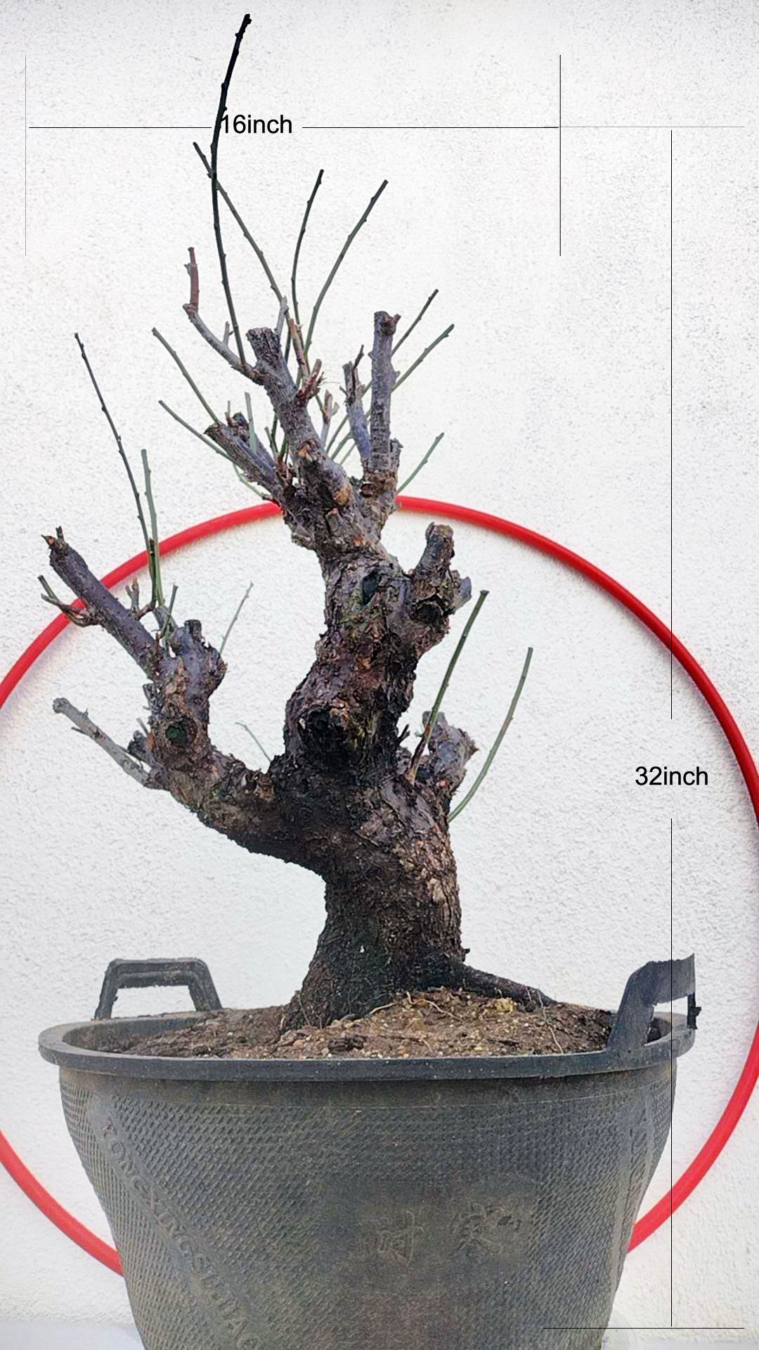 Rare Red Core Japanese Apricot Bonsai (Prunus mume) – 25+ Year Old Flowering Specimen