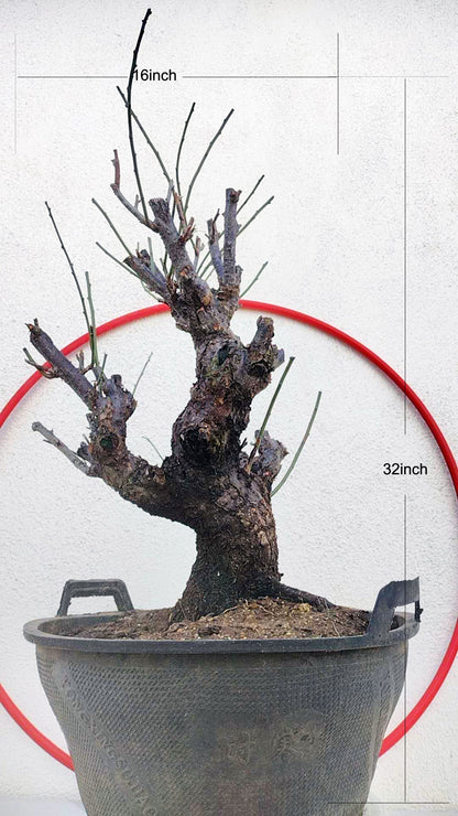 Rare Red Core Japanese Apricot Bonsai (Prunus mume) – 25+ Year Old Flowering Specimen