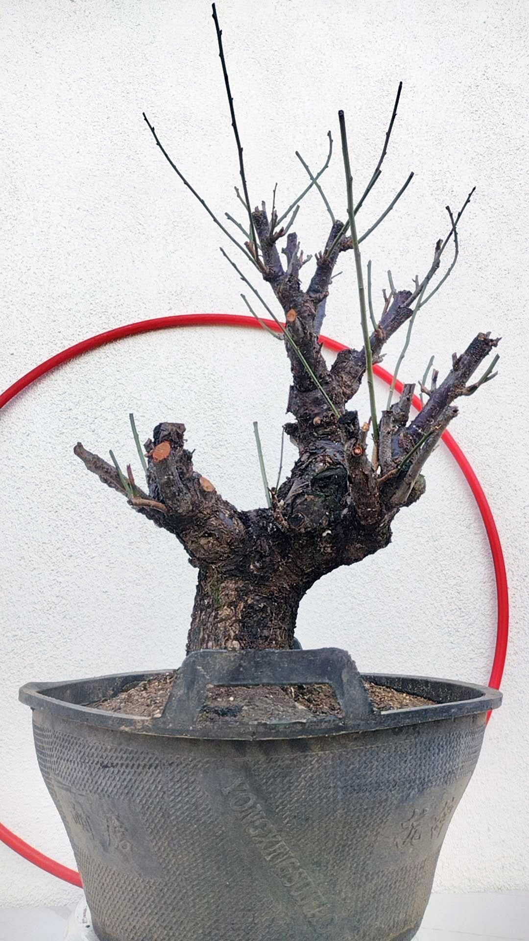 Rare Red Core Japanese Apricot Bonsai (Prunus mume) – 25+ Year Old Flowering Specimen