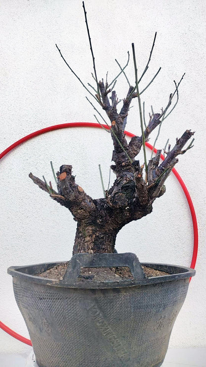 Rare Red Core Japanese Apricot Bonsai (Prunus mume) – 25+ Year Old Flowering Specimen