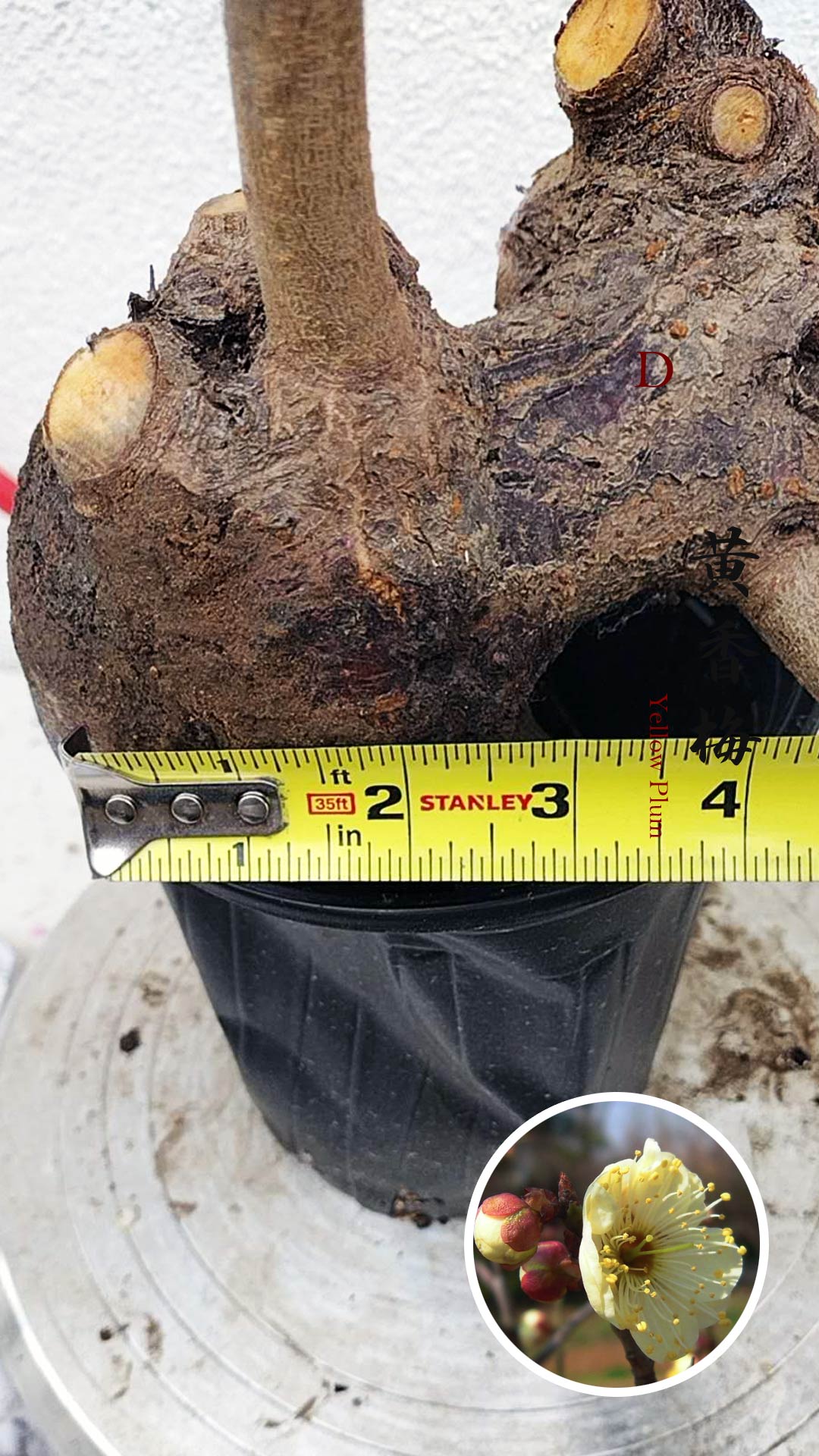 Rare Huang Xiangmei Japanese Apricot Bonsai (Prunus mume) 黄香梅 20+ year old