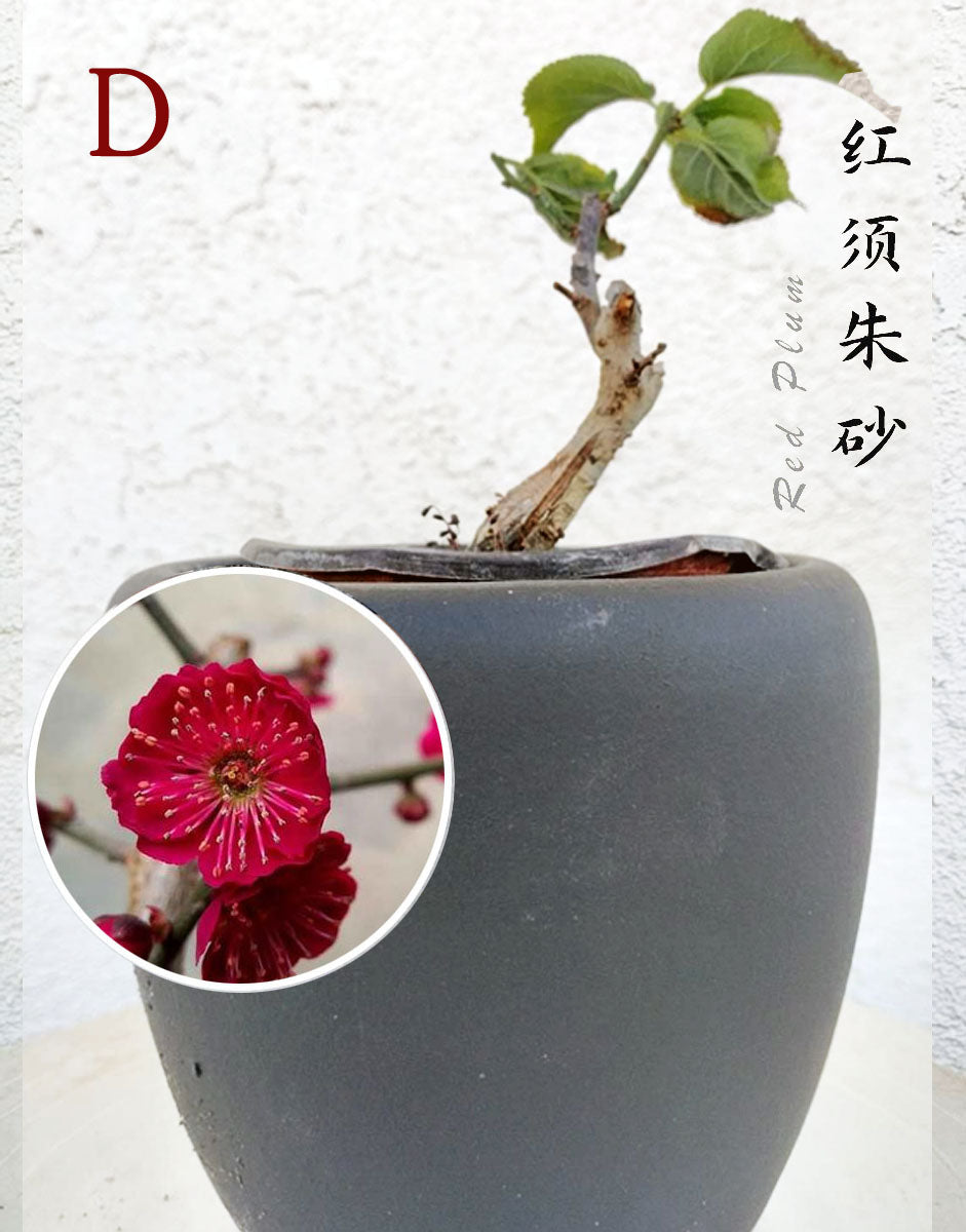 Prunus mume 10 years old Japanese Apricot Bonsai Dwarf Red plum – 12+ Year Old with Buds