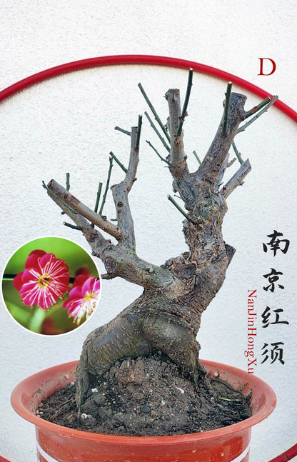 Rare 'NanJingHongXu' Japanese Apricot (Prunus mume)–10+ Year Old 南京红须