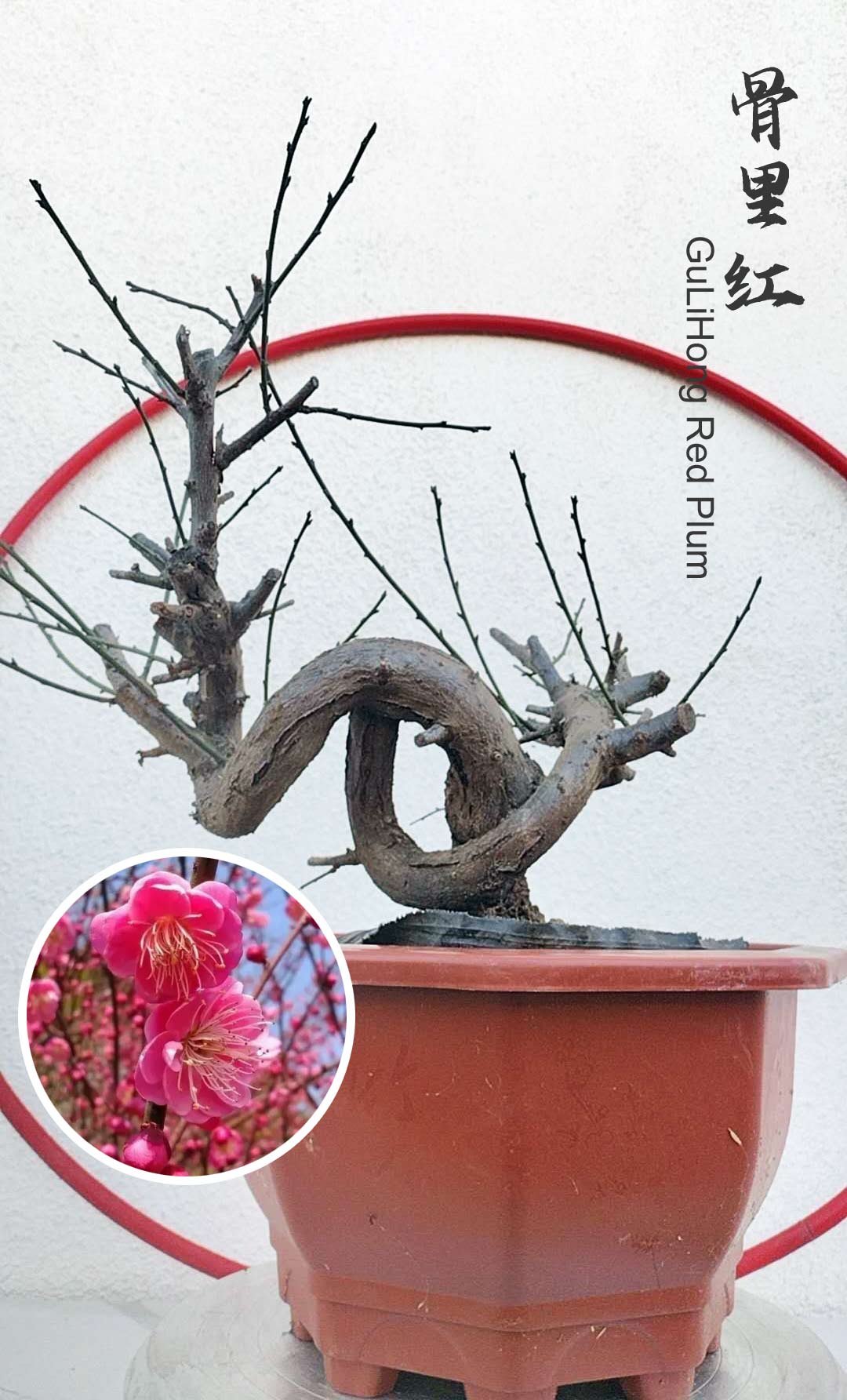 Rare Red GuLiHong Japanese Apricot Bonsai (Prunus mume) – 15+ Year Old Flowering Specimen