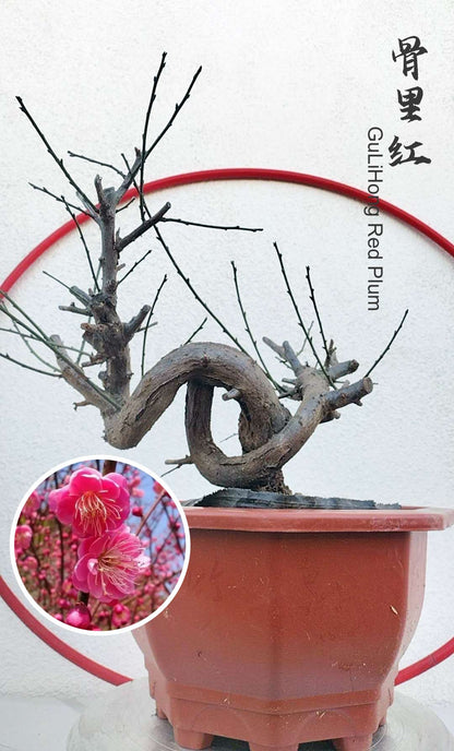 Rare Red GuLiHong Japanese Apricot Bonsai (Prunus mume) – 15+ Year Old Flowering Specimen