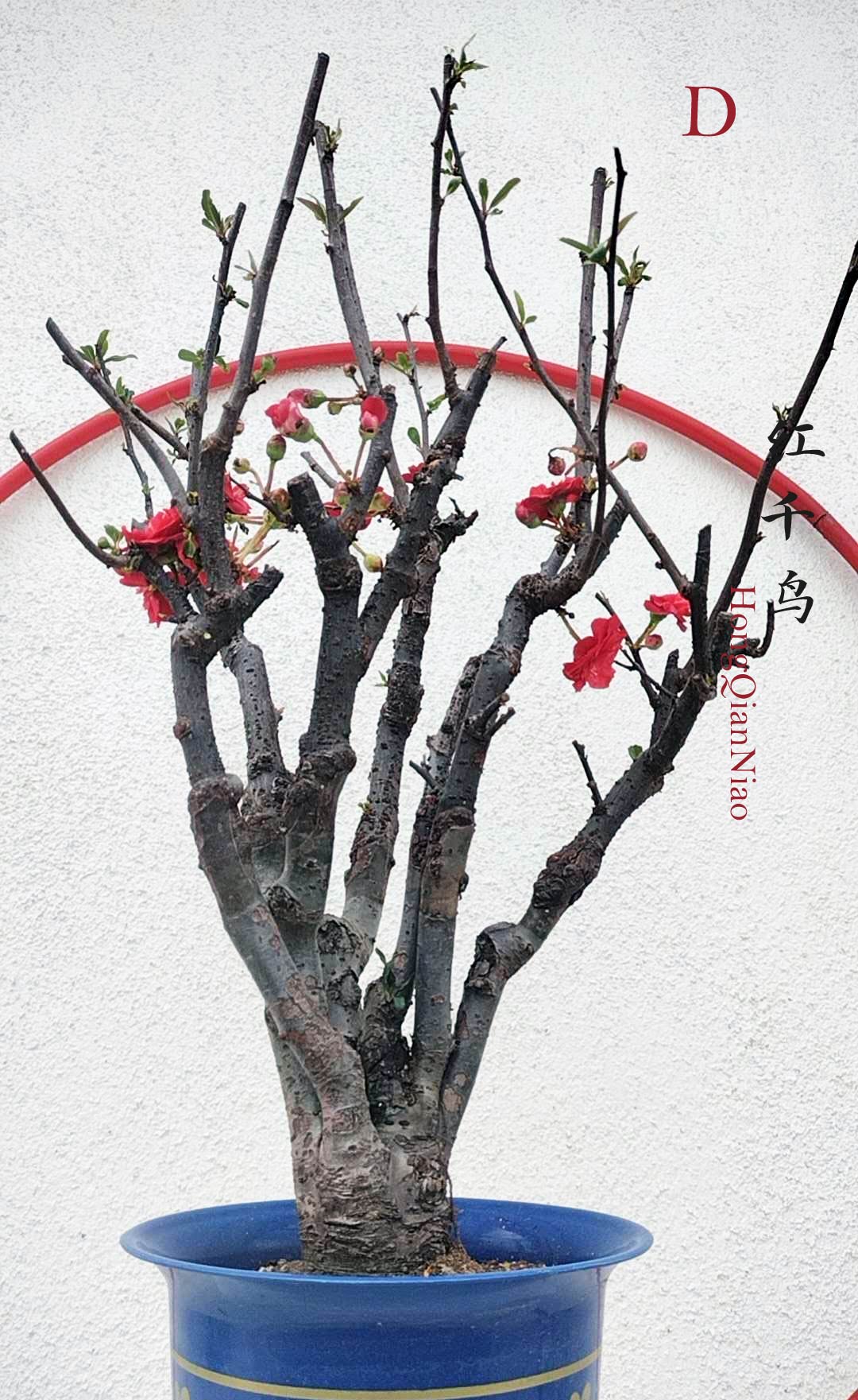 Red Chaenomeles Bonsai – Japanese Flowering Quince ‘Red Chidori’ Cold Hardy with pot