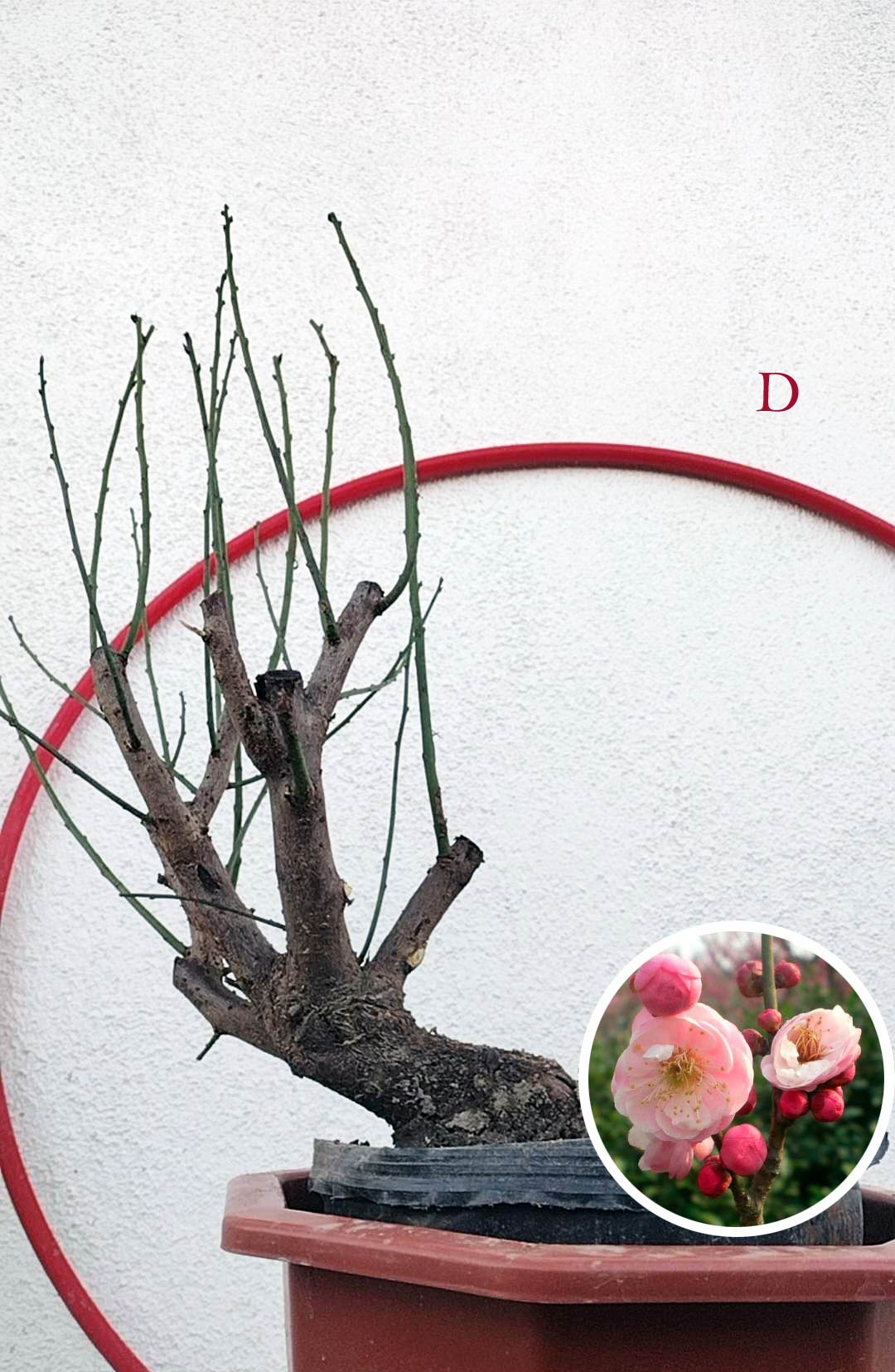 Rare Pink Japanese Apricot Bonsai (Prunus mume) 15+ year old