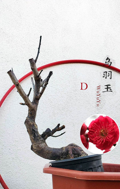 Rare WuYuYu Japanese Apricot Bonsai (Prunus mume) – 乌羽玉 8+ Year Old in Buds
