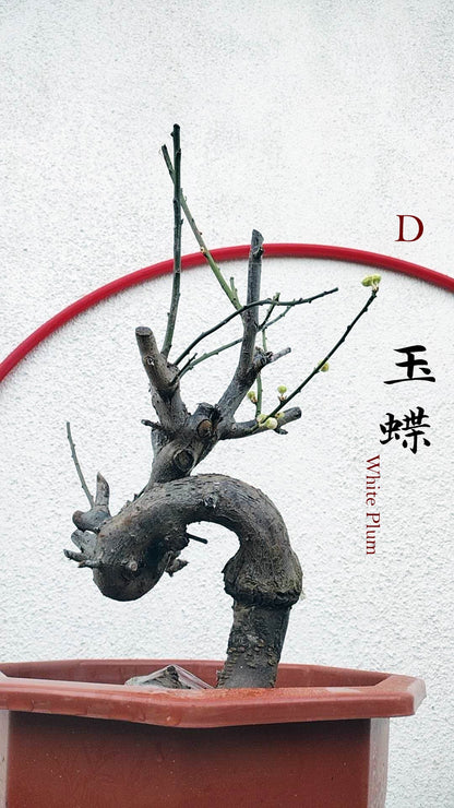 Rare Jade Butterfly Japanese Apricot Bonsai (Prunus mume) – 15+ Year Old in Bud
