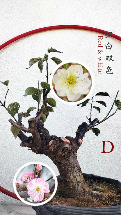 Rare Red-White Japanese Apricot Bonsai (Prunus mume) 15+ Year Old Double Color Grafted CYMUS Orchids Sale