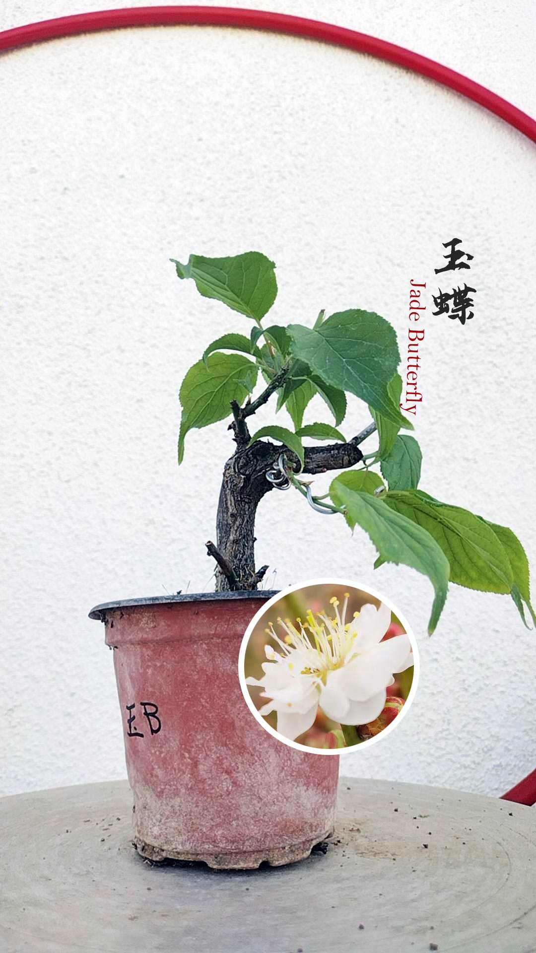 Prunus mume Japanese Apricot Bonsai Dwarf Red plum White plum– 12+ Year Old without Buds