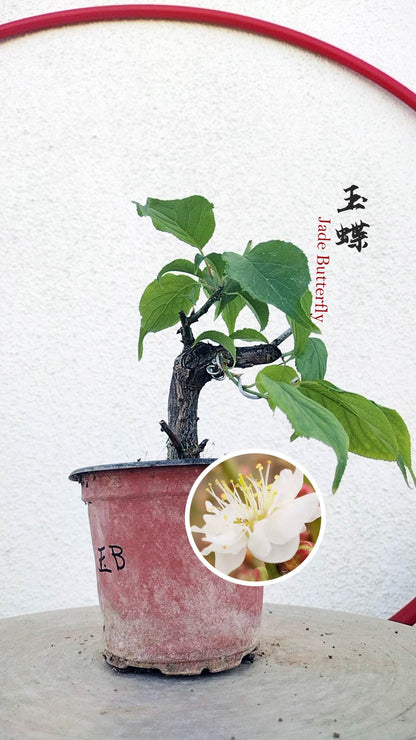 Prunus mume Japanese Apricot Bonsai Dwarf Red plum White plum– 12+ Year Old without Buds