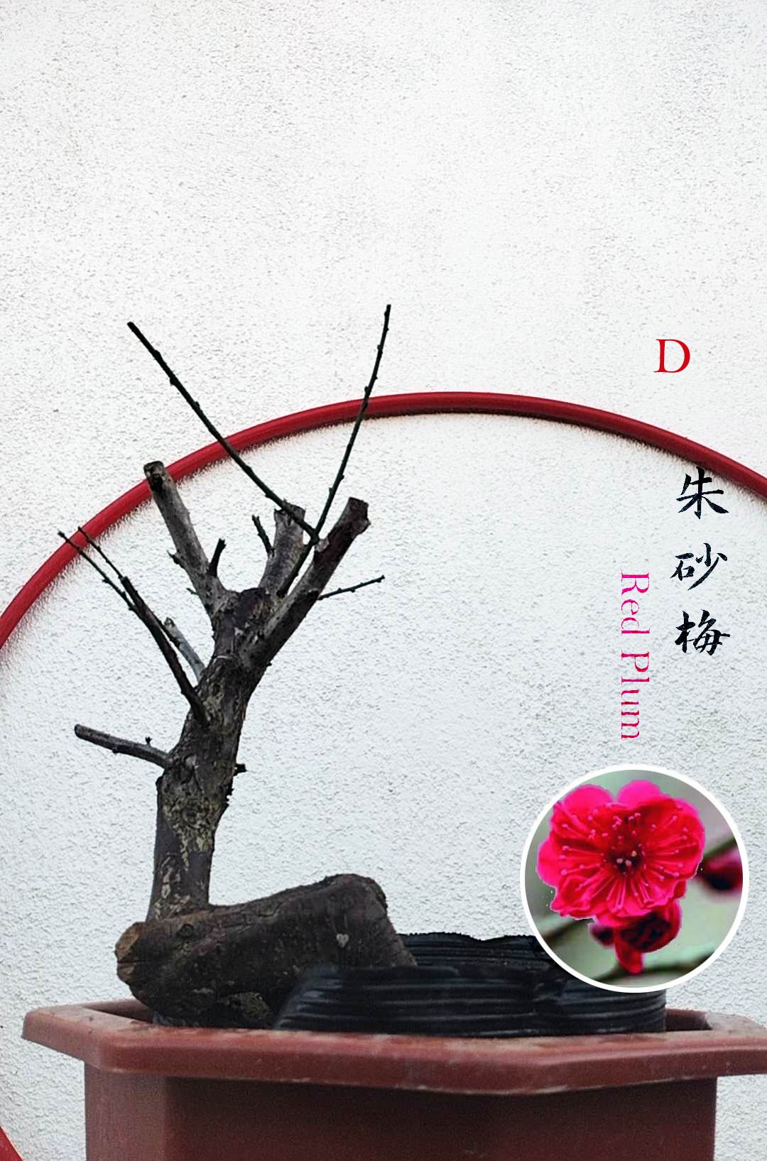 red plum blossom tree bonsai Rare Cinnabar Red Japanese Flowering Apricot Bonsai – CYMUS – CYMUS Nurery