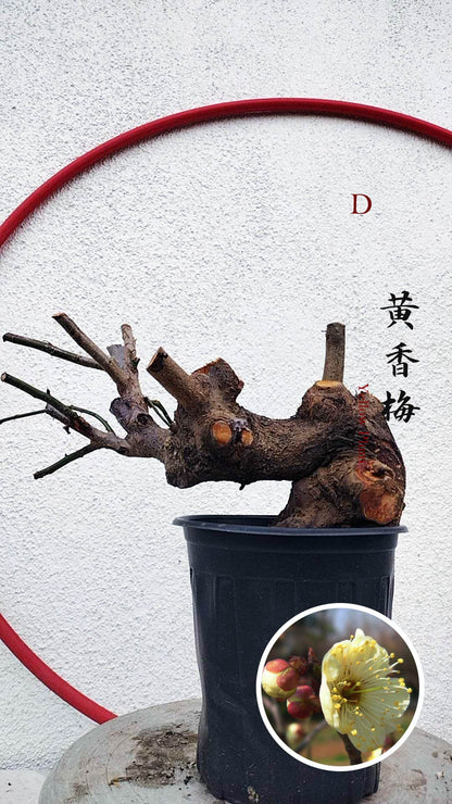 Rare Huang Xiangmei Japanese Apricot Bonsai (Prunus mume) 黄香梅 20+ year old