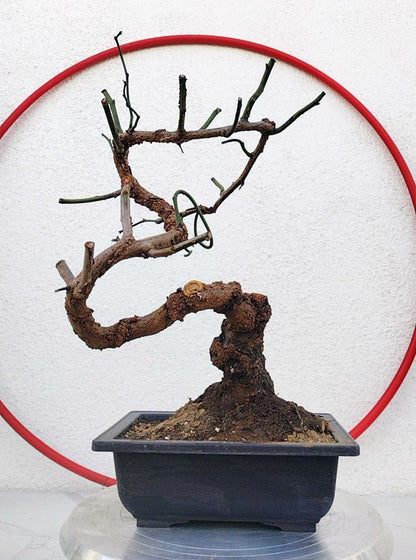 Rare 'Dragon's Dance' Japanese Apricot (Prunus mume)–8+ Year Old without Buds