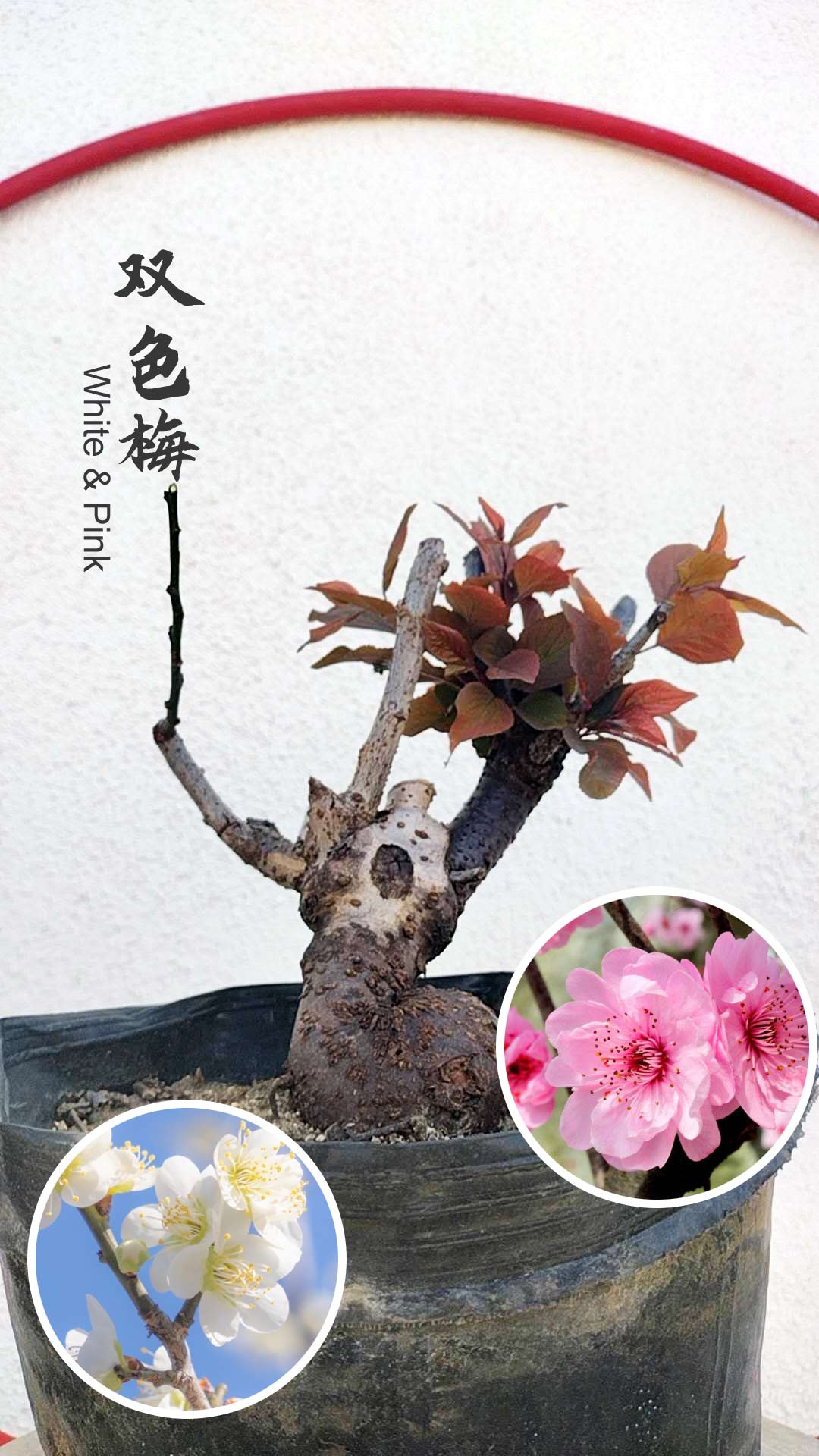 Rare Pink white Japanese Apricot Bonsai (Prunus mume) 6+ year old Double Color Grafted