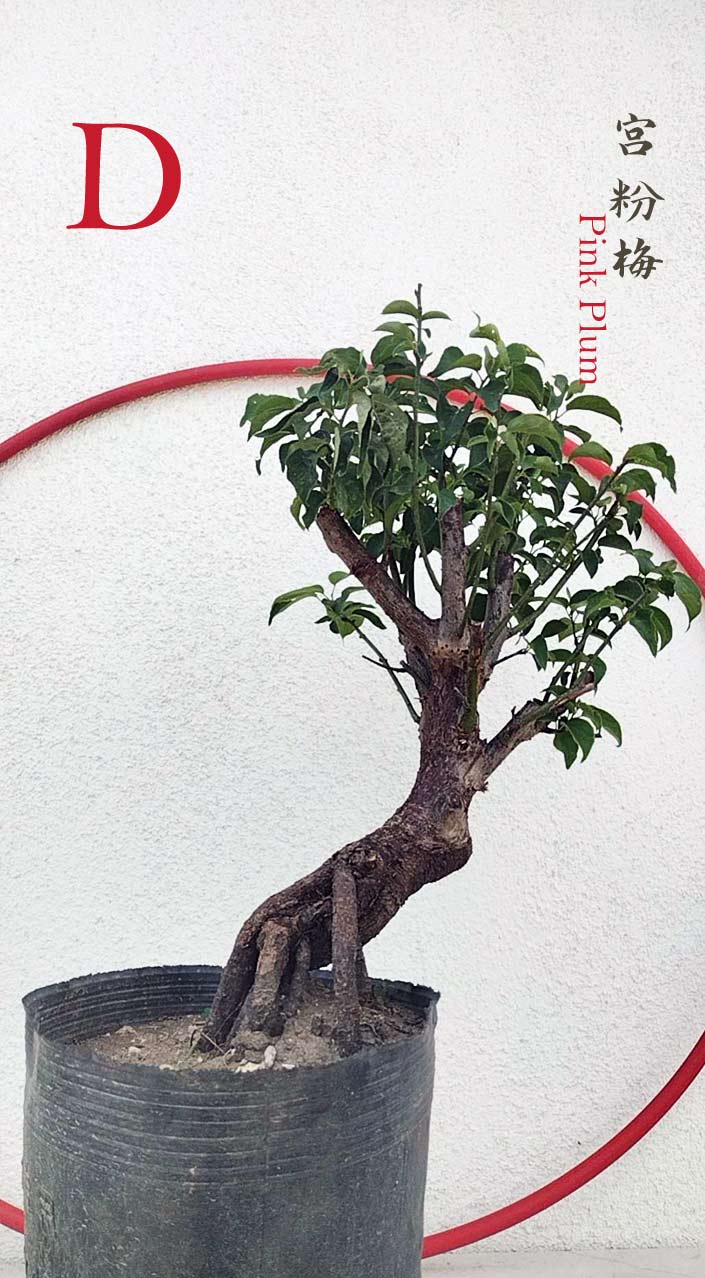 Rare Pink Japanese Apricot Bonsai (Prunus mume) 15+ year old