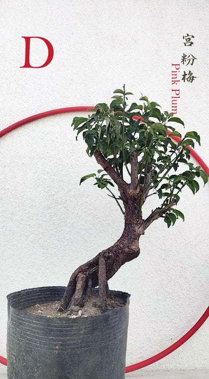 Rare Pink Japanese Apricot Bonsai (Prunus mume) 15+ year old