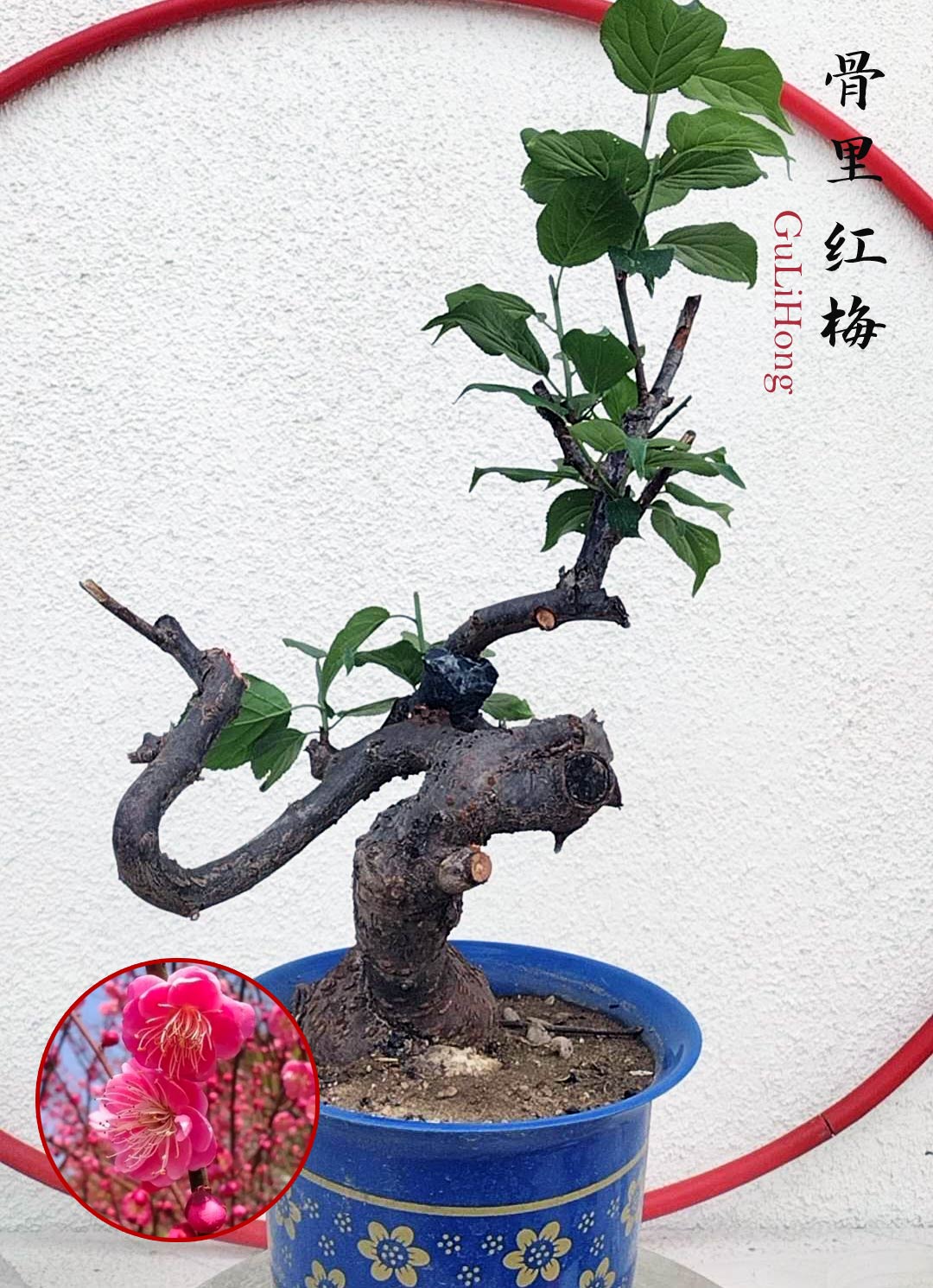 bonsai gulmohar tree Rare Red GuLiHong Japanese Apricot Bonsai (Prunus mume) with pot– 15+ –  CYMUS Nurery