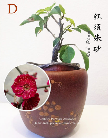 10 years old Bonsai  Plum blossom without buds without pot 红梅 Red plum
