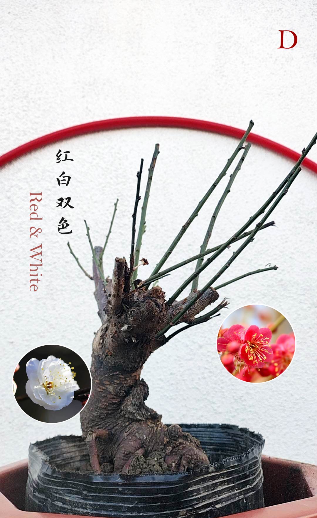 Rare Red white Japanese Apricot Bonsai (Prunus mume) 15+ year old Double Color Grafted