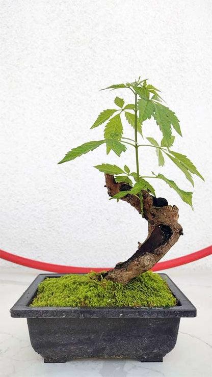 Chinese Chaste Tree Bonsai (Vitex negundo) – Five-Leaved Chaste Tree with pot