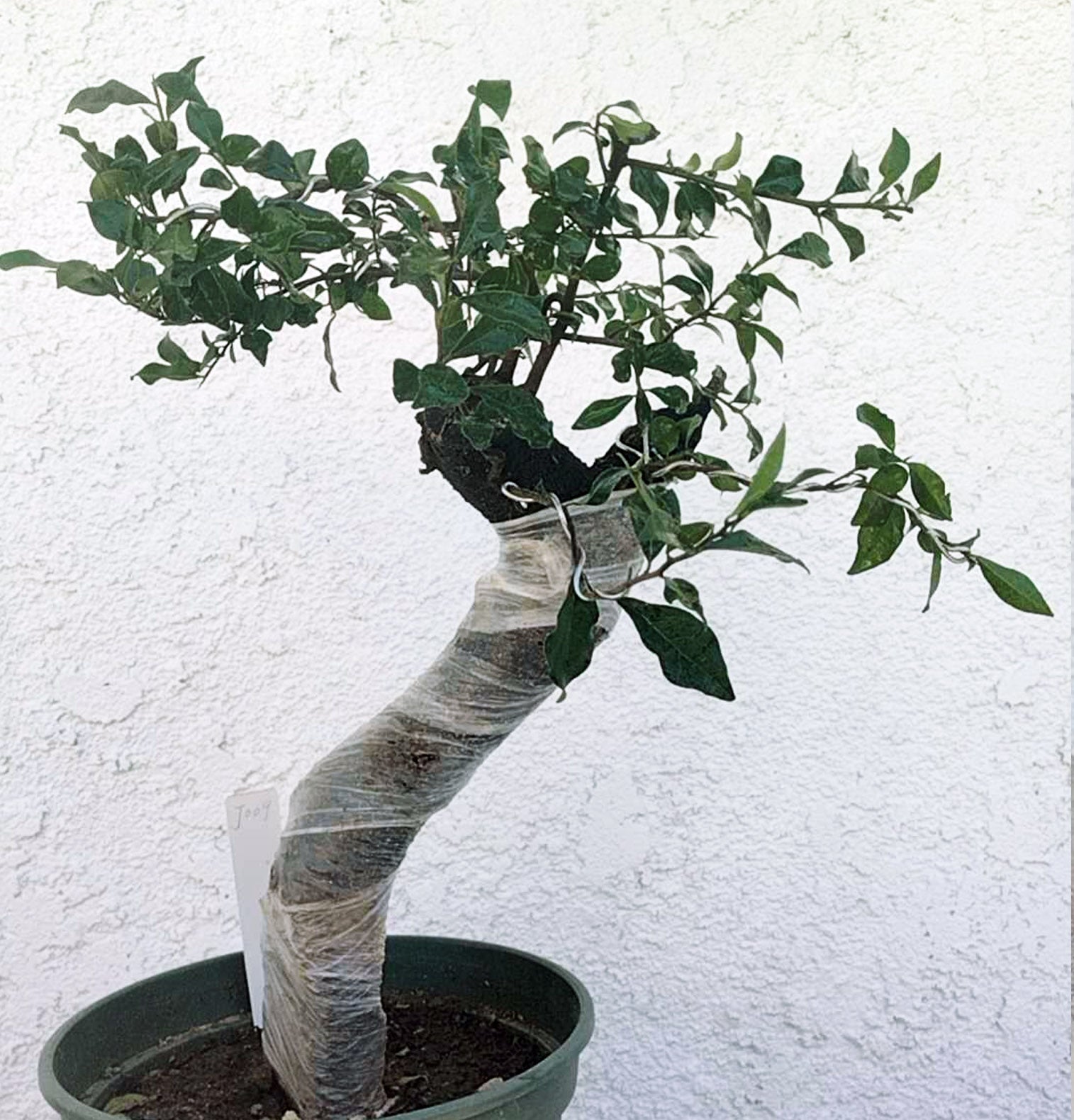 Potted plant with a twisted pot against a white wall