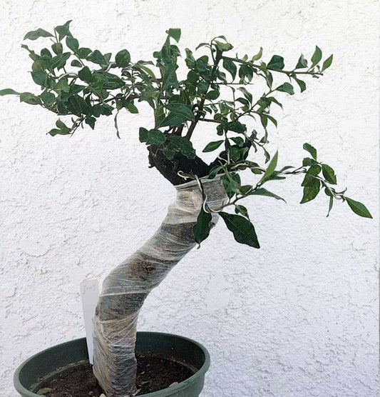 Potted plant with a twisted pot against a white wall