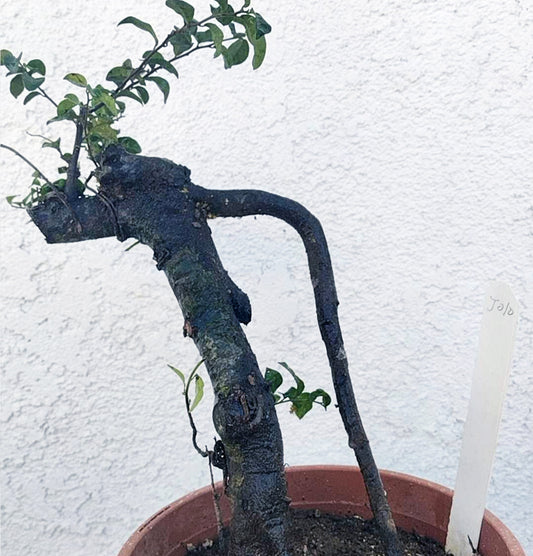 Potted plant with a unique twisted stem against a white wall