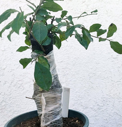 Potted plant with a white label against a white background