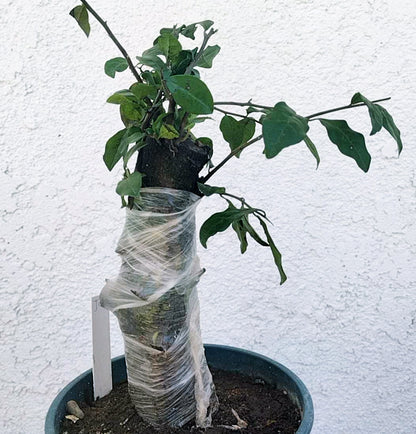 Potted plant with a clear plastic wrap around its trunk against a white wall.