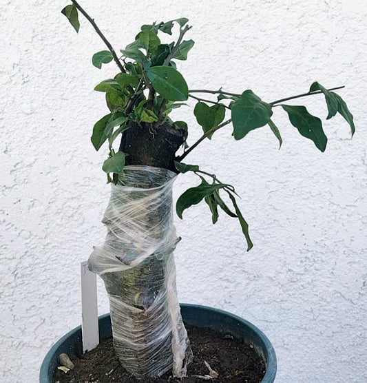 Potted plant with a clear plastic wrap around its trunk against a white wall.