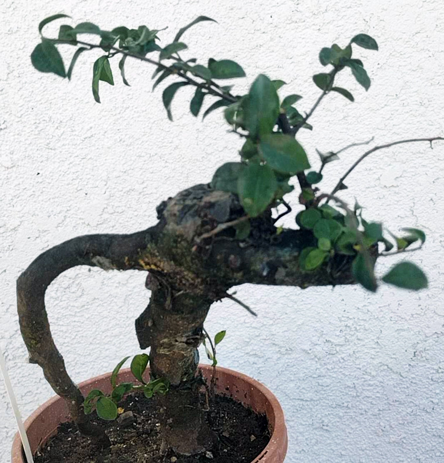 Potted bonsai tree with twisted trunk against a textured white wall