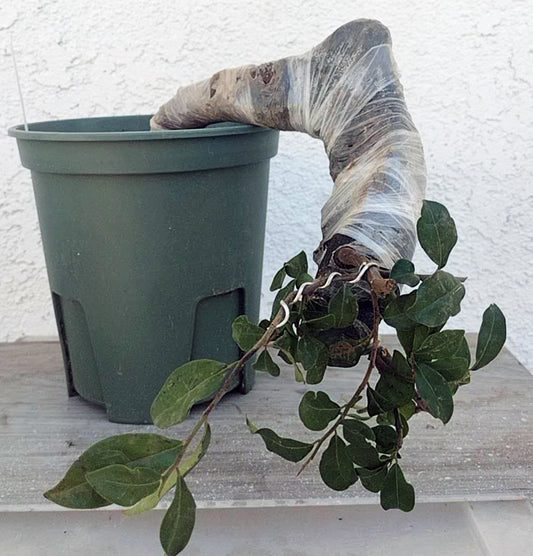 Green potted plant with a branch held by a gloved hand against a white wall.