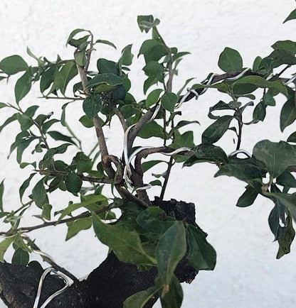 Bonsai tree with green leaves against a white background