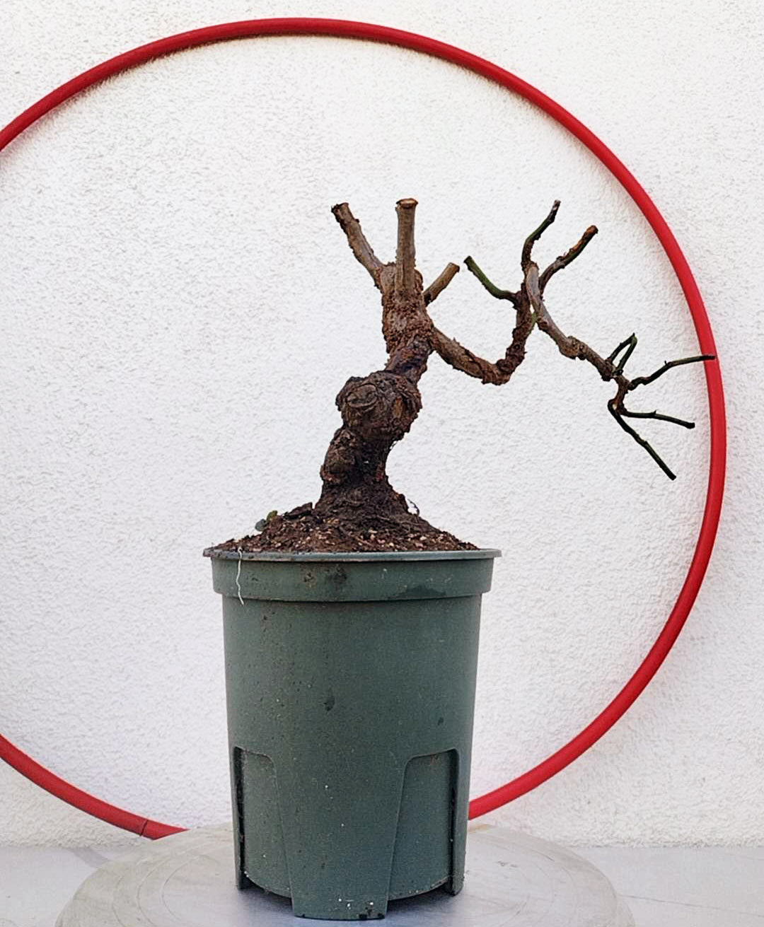 Rare 'Dragon's Dance' Japanese Apricot (Prunus mume)–8+ Year Old without Buds