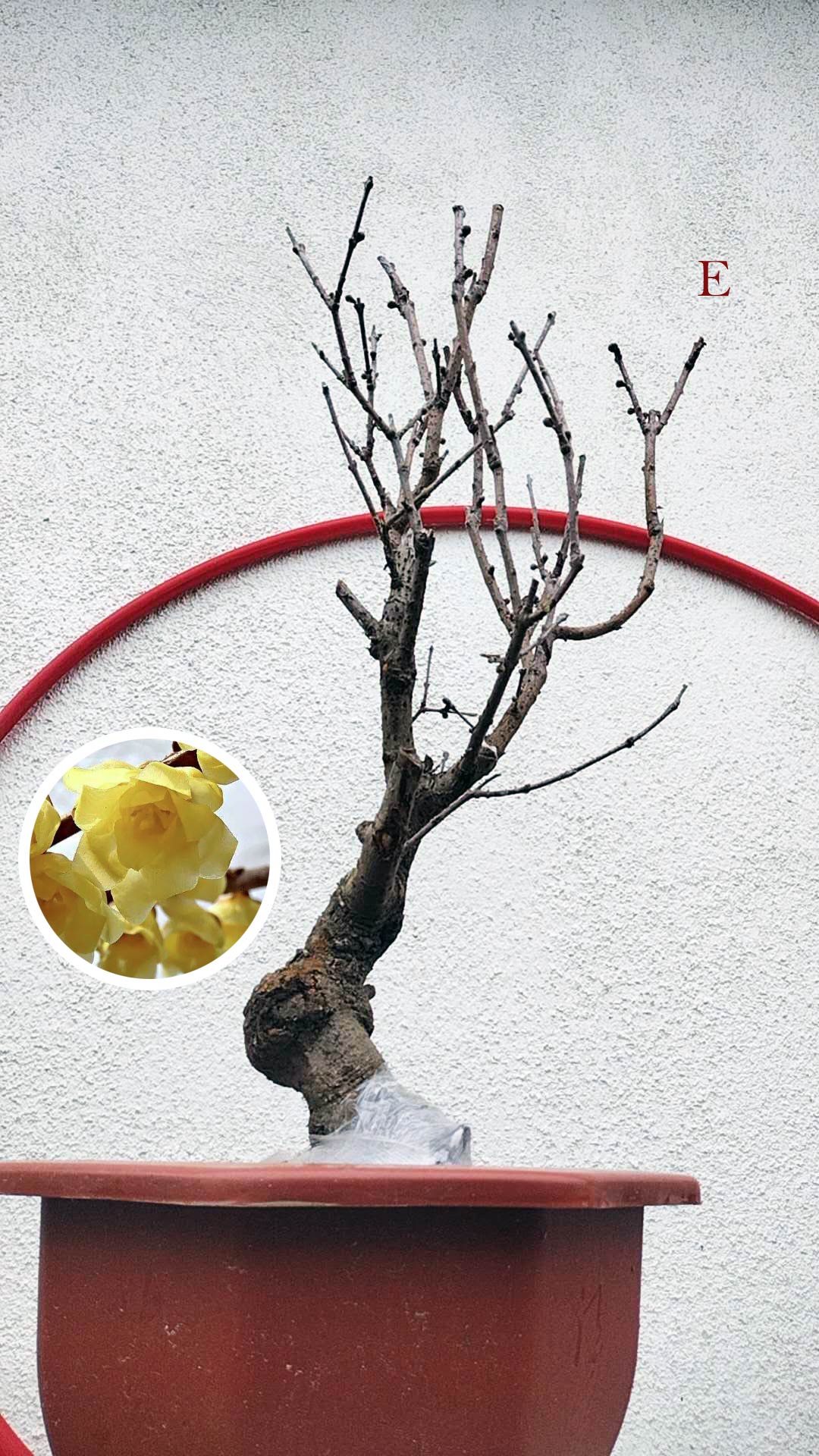 Rare Fragrant Wintersweet Shrub (Chimonanthus praecox) – 8+ Year Old with Winter Buds