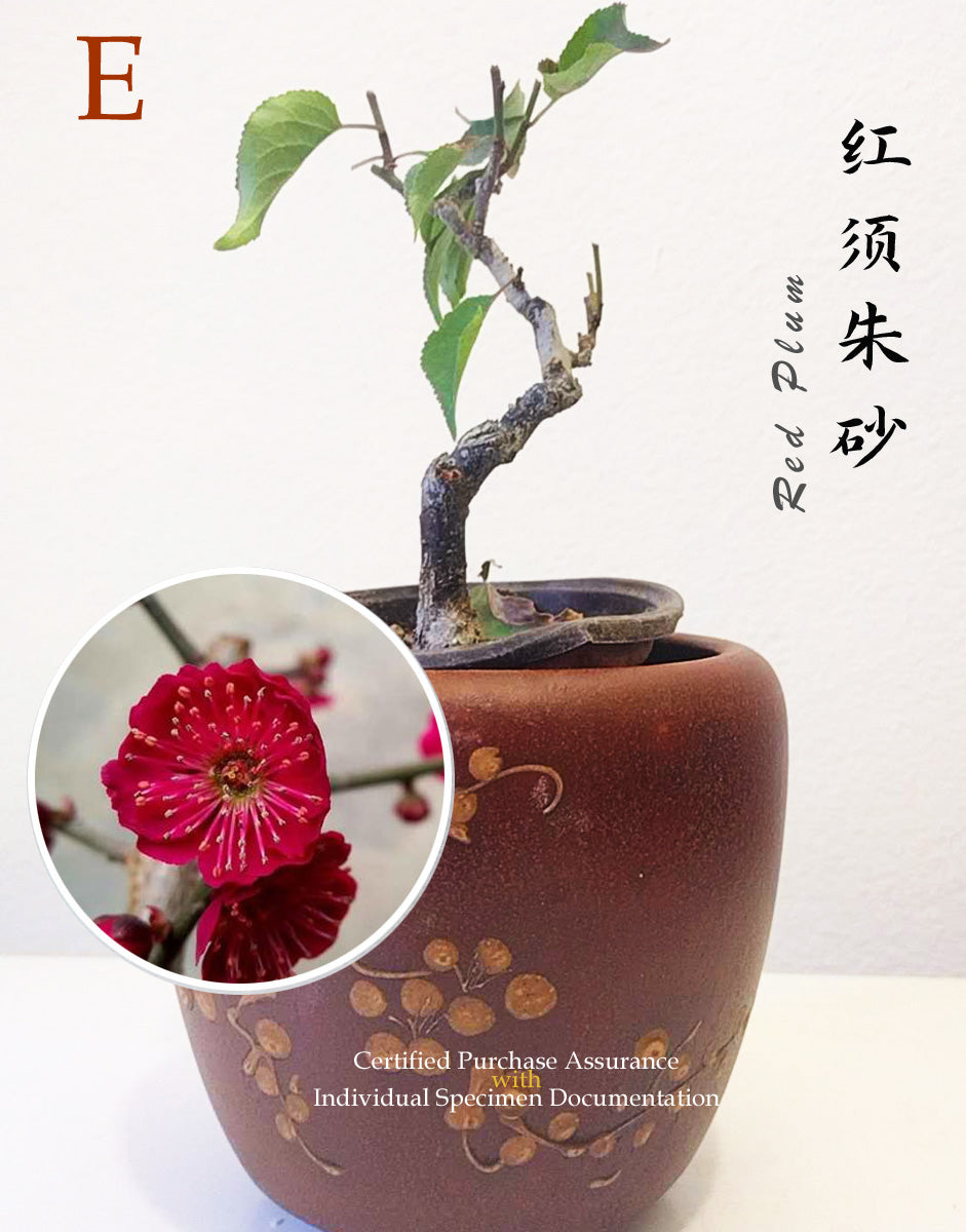 10 years old Bonsai  Plum blossom without buds without pot 红梅 Red plum